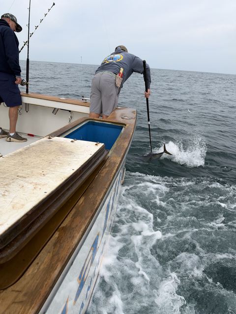 A fish thrashing alongside as the mate goes to gaff it