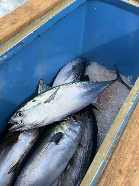 The fish box filling up with blackfin tuna