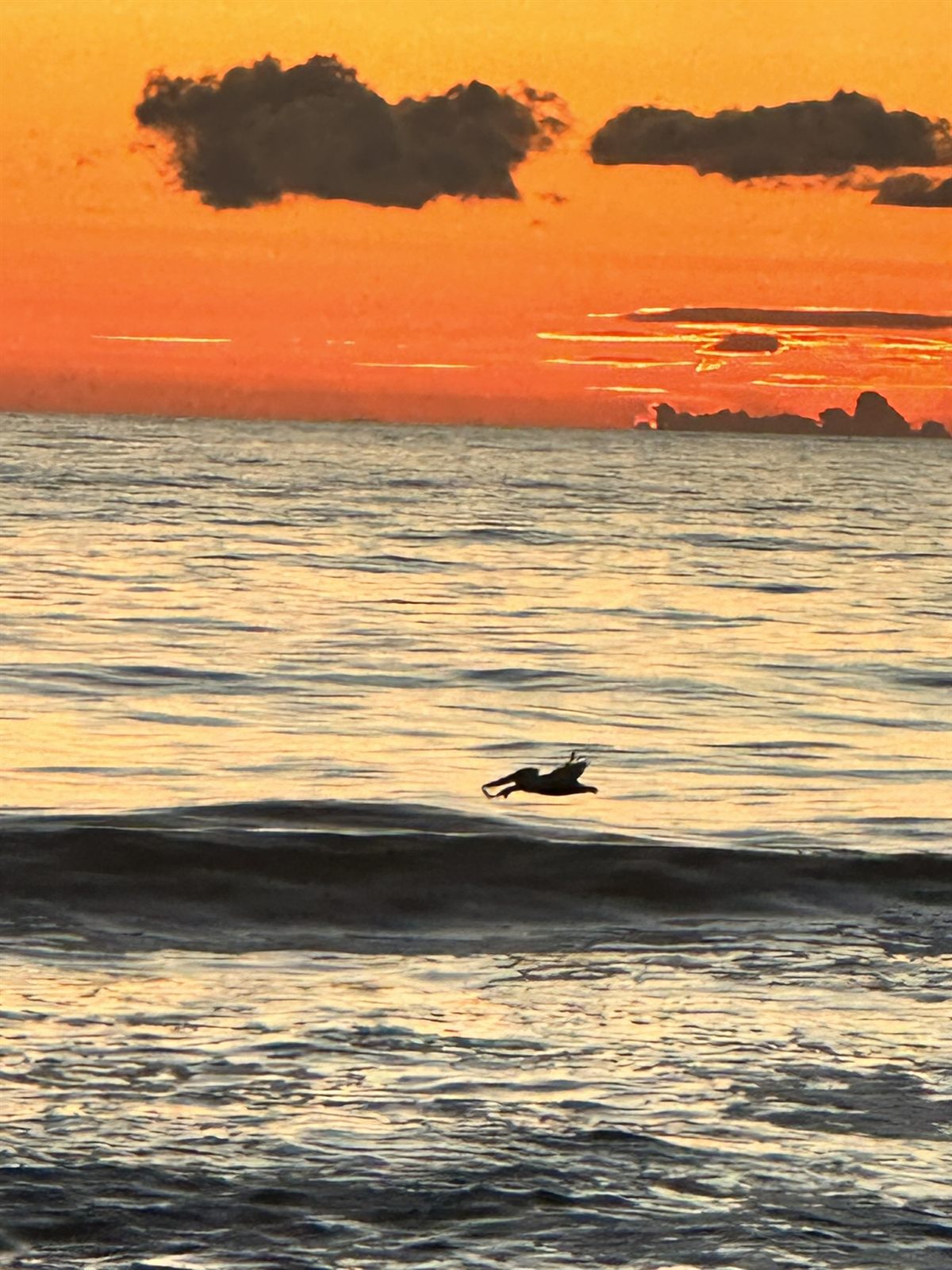 A pelican gliding over the surf at sunrise