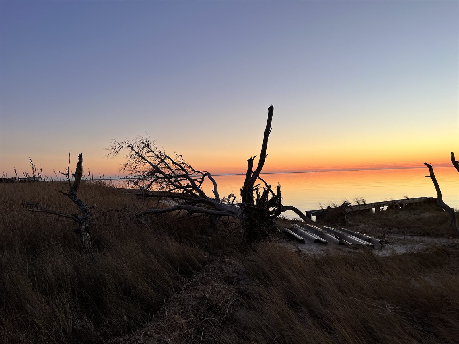 Driftwood silhouetted against a sunset over the sound