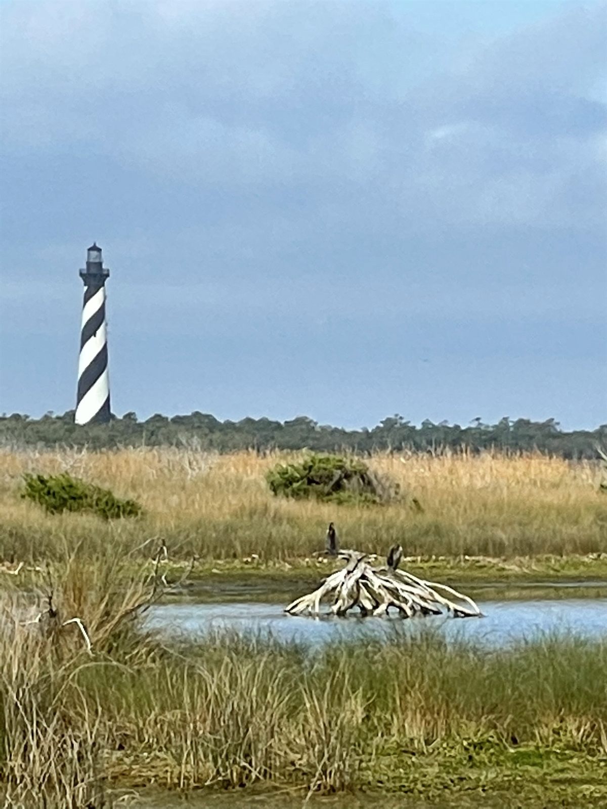 Cape Hatteras Lighthouse rising over the marsh