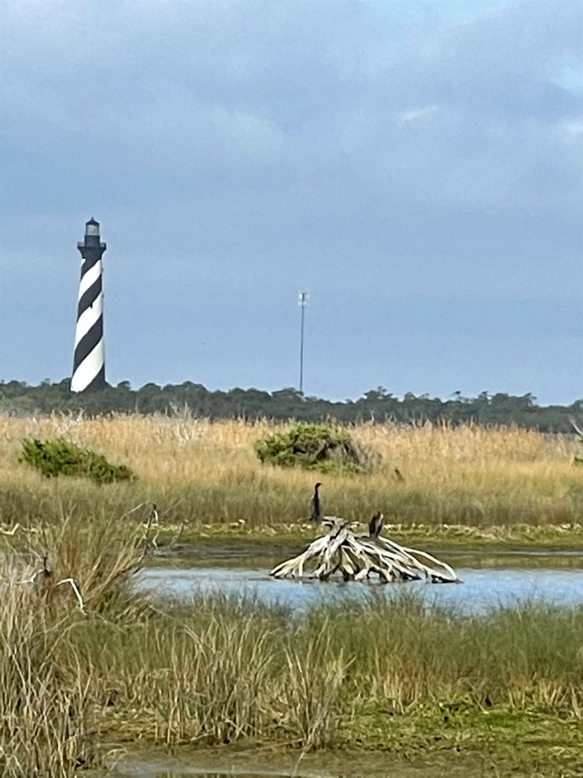 Shorebirds on driftwood in the marsh with the lighthouse beyond
